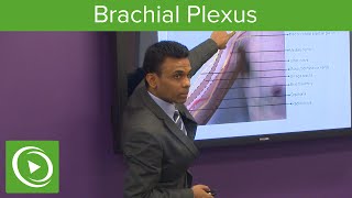 Ultrasound Guided Axillary Brachial Plexus Block NYSORA Regional Anesthesia [upl. by Aneeres]