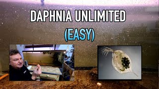 How I Raise Daphnia Water Fleas And You Can Too [upl. by Lodnar]