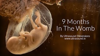 40 Weeks In The Womb by Ultrasound Dimensions [upl. by Elmajian]