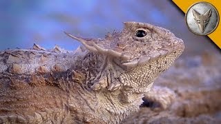 Regal Horned Lizard  How Coyote Got His Name [upl. by Trocki932]