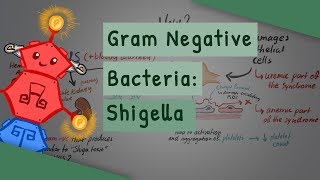 Gram Negative Bacteria Shigella [upl. by Farkas]