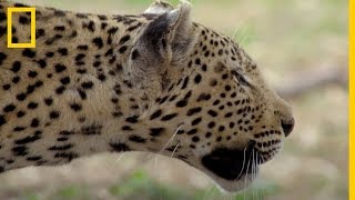 Savage Kingdom El sigiloso Leopardo SABA también puede ser una presa  NatGeo en Español [upl. by Enoob]