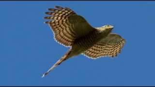 Sparrowhawk Bird Call Bird Song [upl. by Analim320]