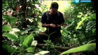 Fuga de las FARC Documental [upl. by Ahtelra]