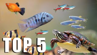 TOP 5 FISH for TURTLE TANKMATES [upl. by Gleeson952]