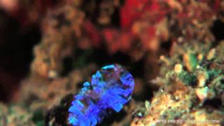 The secret to the sea sapphire’s colors and invisibility [upl. by Eugirne]