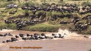 The Great Migration  on safari in Tanzanias Serengeti with Africa Odyssey  The Great Migration [upl. by Namwen762]