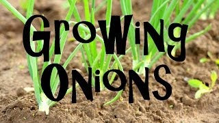 How to Plant Grow amp Harvest Onions from Start to Finish [upl. by Ahsiad221]