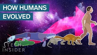 Incredible Animation Shows How Humans Evolved From Early Life [upl. by Teena]