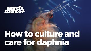 Caring and Culturing for Daphnia [upl. by Oiled]