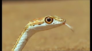 Sand Snake vs Lizard  Wild Africa  BBC Earth [upl. by Taffy962]