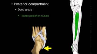 Posterior compartment leg muscles [upl. by Llerrehc990]