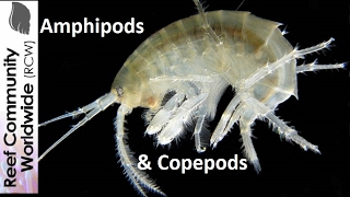 Amphipods and Copepods at night in reef tank [upl. by Junette]