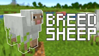 How to Breed Sheep in Minecraft All Versions [upl. by Ayiram]