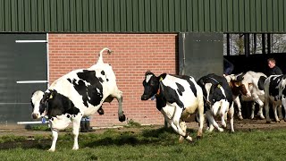 Het is lente Weidegang koeien weer naar buiten Koeiendans [upl. by Weitman]