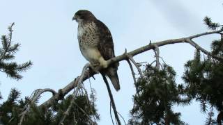 Red tail hawk calling [upl. by Tdnerb]