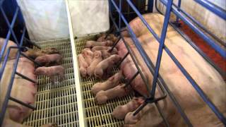 The Birthing Process of a Piglet [upl. by Elmira9]