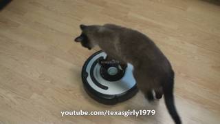 Cat shows HOW TO use iRobot Roomba Vacuum [upl. by Terrell241]