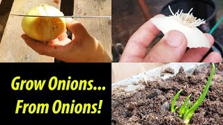 How To Grow An Onion From An Onion Bottom 2019 [upl. by Thad]