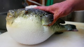 Japanese Street Food  LIVE FUGU PUFFERFISH Puffer Fish Japan [upl. by Cerelia]