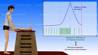 La souplesse  bases neurophysiologiques 12 [upl. by Boar541]