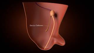 Development of inguinal Canal [upl. by Vine978]