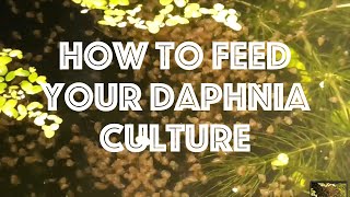 How To Feed Your Daphnia Culture [upl. by Sheepshanks]