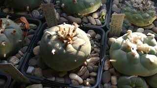 Lophophora collection [upl. by Gaddi]