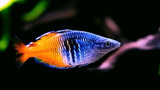 Boesemani Rainbowfish  Amazing Freshwater Aquarium Fish [upl. by Aikemat]