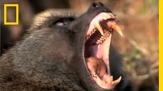 Baboon Attack  National Geographic [upl. by Ab504]