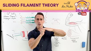 Sliding Filament Theory  Muscle Contraction [upl. by Berard]