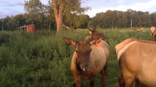 Elk cows talking pt 2 [upl. by Mor]