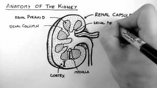 Renal Anatomy 1  Kidney [upl. by Iphagenia]