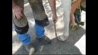 Therapeutic Shoeing for Horse with Laminitis and White Line Disease One example  Part 1 [upl. by Thecla]