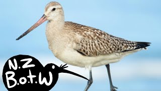 Bartailed godwit  New Zealand Bird of the Week [upl. by Galasyn]