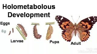 Metamorphosisholometabolous development [upl. by Adiol]