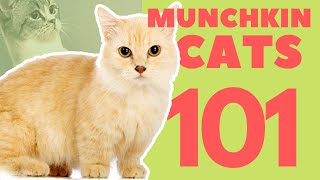 Munchkin Cats 101  Breed amp Personality [upl. by Assened]