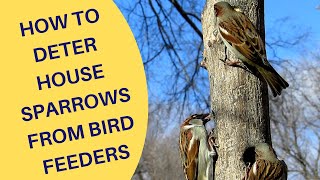 How to Deter House Sparrows at Bird Feeders 2021 [upl. by Oivat731]