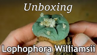 Unboxing Lophophora williamsii [upl. by Anibur618]