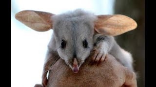 Bilby Greater Bilby  RabbitEared Bandicoots from Australia [upl. by Lainahtan99]