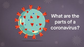 Coronavirus Anatomy Explained Science Simplified [upl. by Jemy]