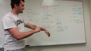 Collagen Types and Synthesis Pathway [upl. by Hotchkiss]