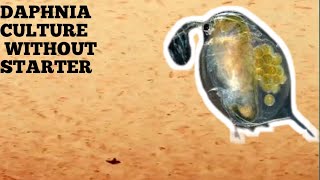 HOW TO CULTURE DAPHNIA NATURALLY WITHOUT A STARTER [upl. by Enirhtac]