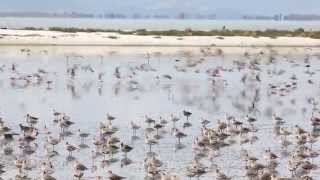 Bartailed godwits prepare for Migration at Miranda New Zealand [upl. by Sirtaeb]