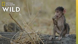 Baboons on Alert  Wild Botswana [upl. by Teemus478]