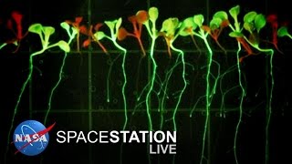 Space Station Live Cultivating Plant Growth in Space [upl. by Zelde]