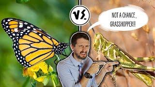 Why Butterflies Are BETTER Than Grasshoppers [upl. by Hgielek]