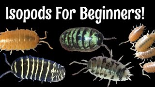 Five Excellent Pet Isopods for Beginners [upl. by Gavini]