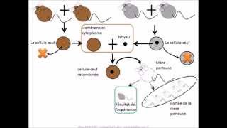 SVT  cours Localisation de linformation génétique [upl. by Anisamot912]