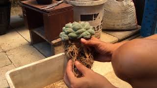 คลิป Lophophora ตอนที่ 1 [upl. by Ebocaj]